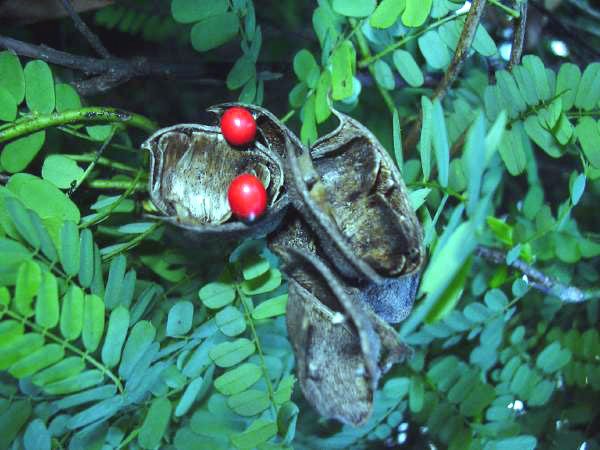Rosary Pea — Abrus precatorius