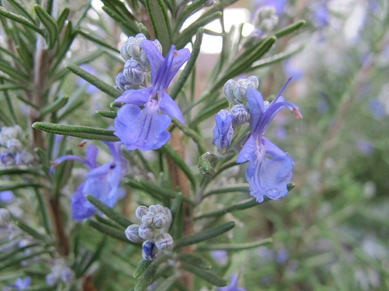 Rosemary — Rosmarinus officinalis