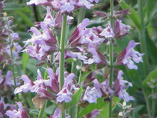 Sage — Salvia officinalis