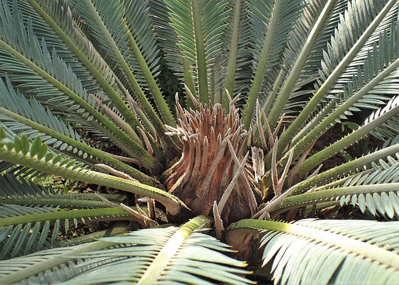 Sago Palm — Cycas revoluta, zamia species