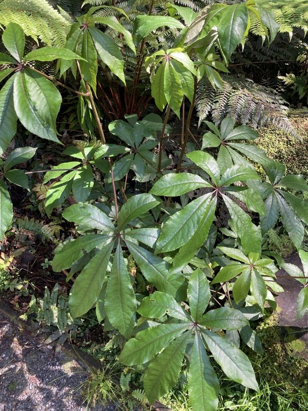 Schefflera — Schefflera