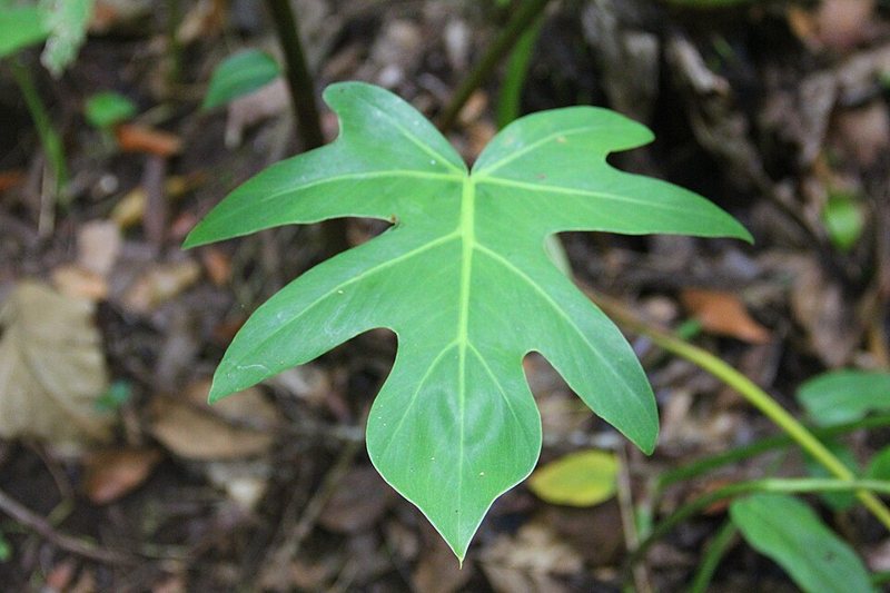 Split Leaf Philodendron — Philodendron bipennifolium