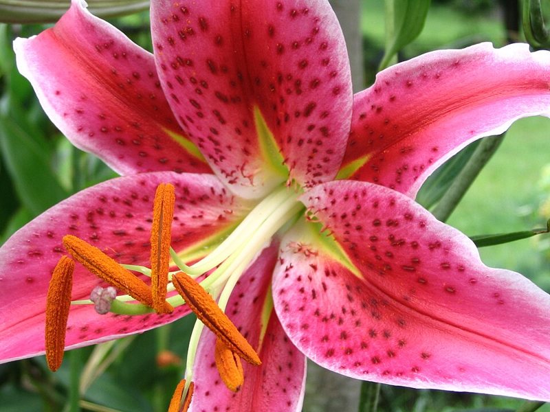 Stargazer Lily — Lilium orientalis