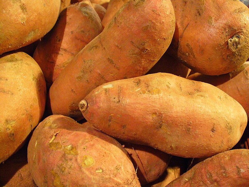 Sweet Potato Vine — Ipomoea batatas
