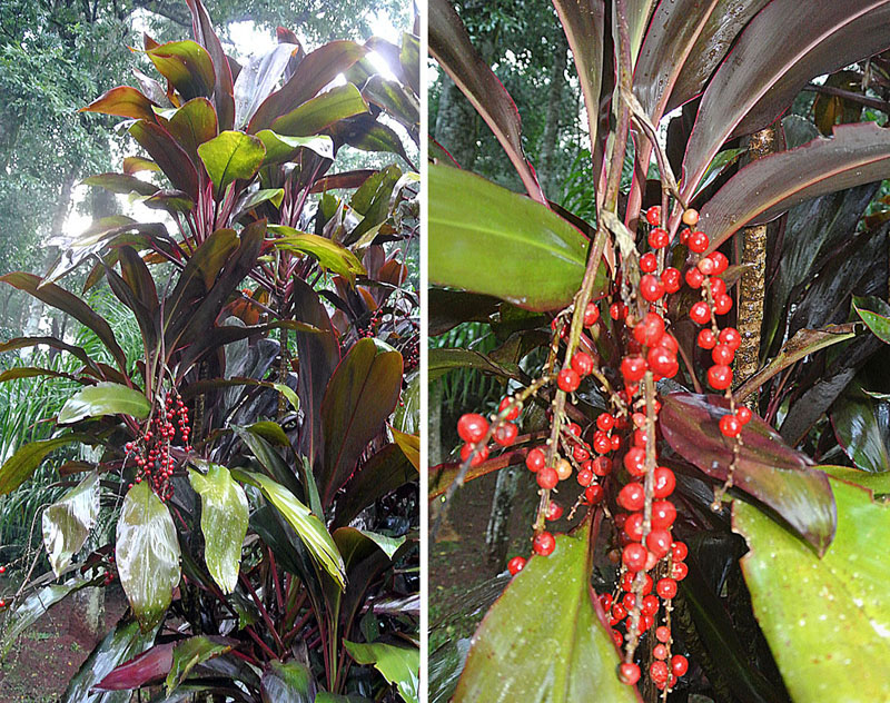 Ti-Plant — Cordyline terminalis
