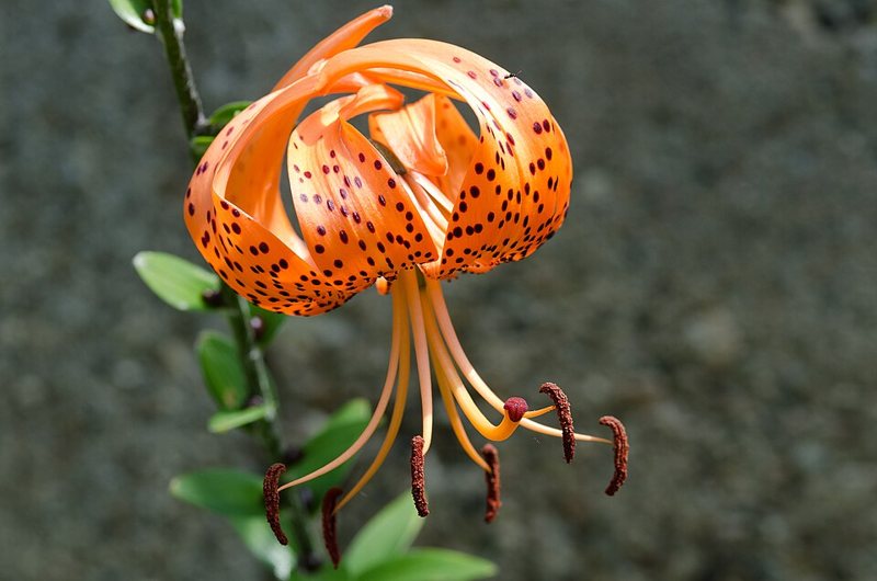 Tiger Lily — Lilium tigrinum