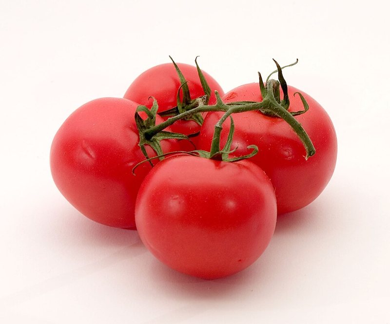Tomato Plant — Lycopersicon spp