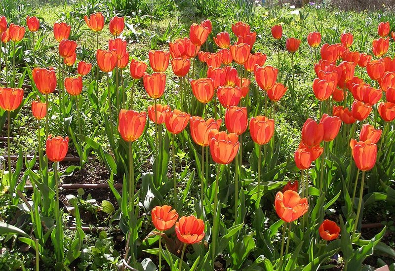 Tulip — Tulipa spp.