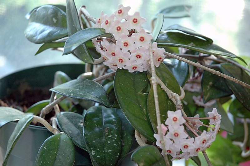 Wax Plant — Hoya carnosa 'krinkle kurl'