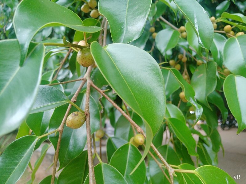 Weeping Fig — Ficus sp.