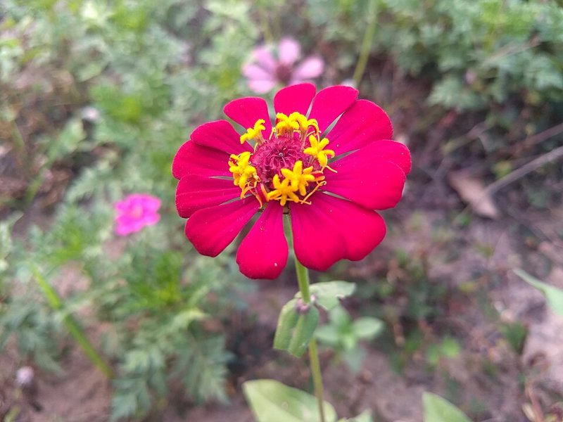 Zinnia — Zinnia species